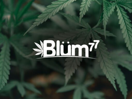 Blüm Coffee, Creación de Marca y Producto