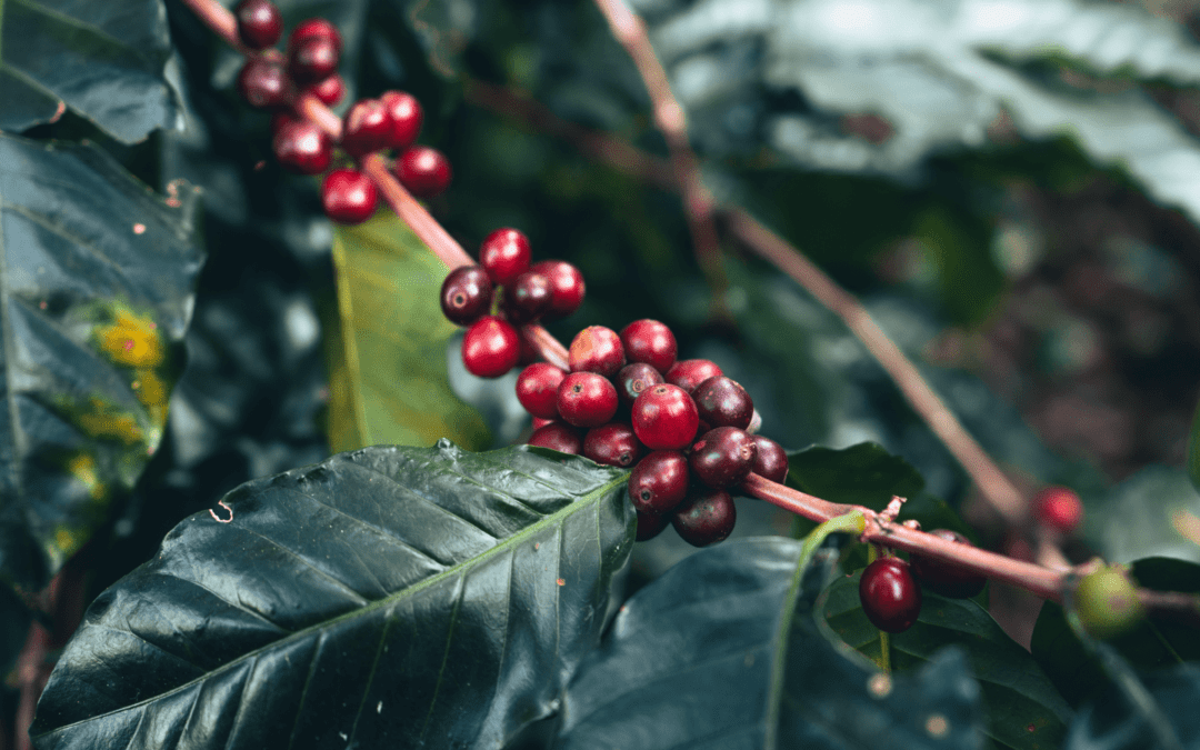17 Buenas Practicas para la Producción de Café