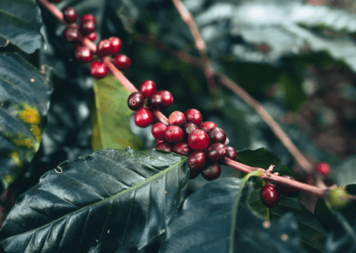 17 Buenas Practicas para la Producción de Café